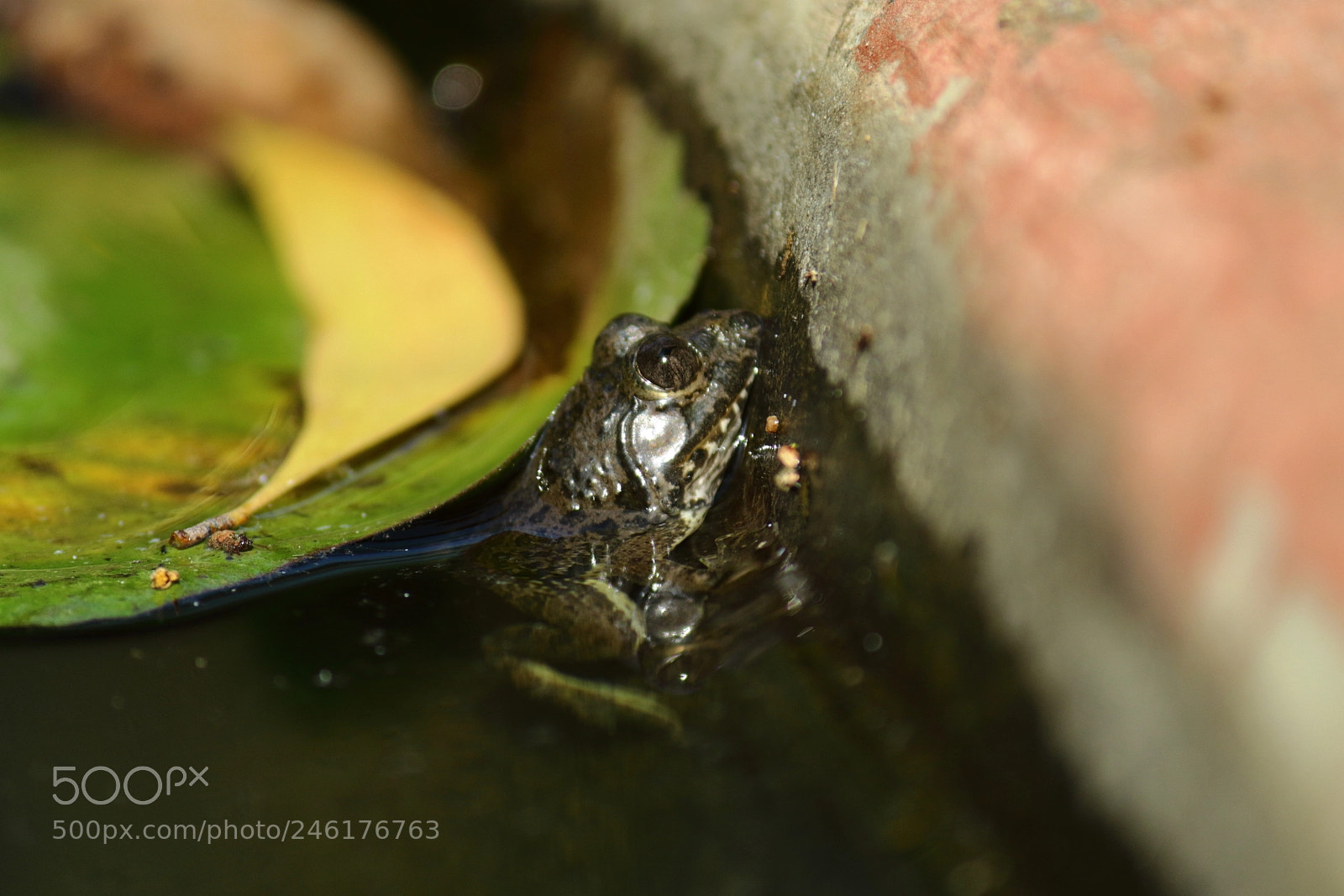 Canon EF-S 55-250mm F4-5.6 IS II sample photo. Dilemma of tiny frog photography