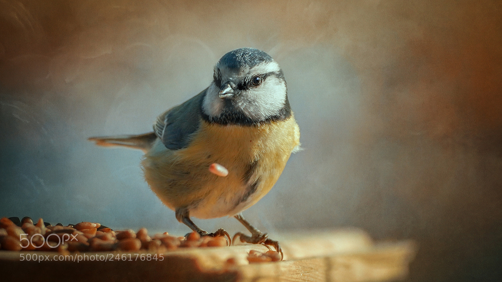 Sony a7R III sample photo. Ups! photography