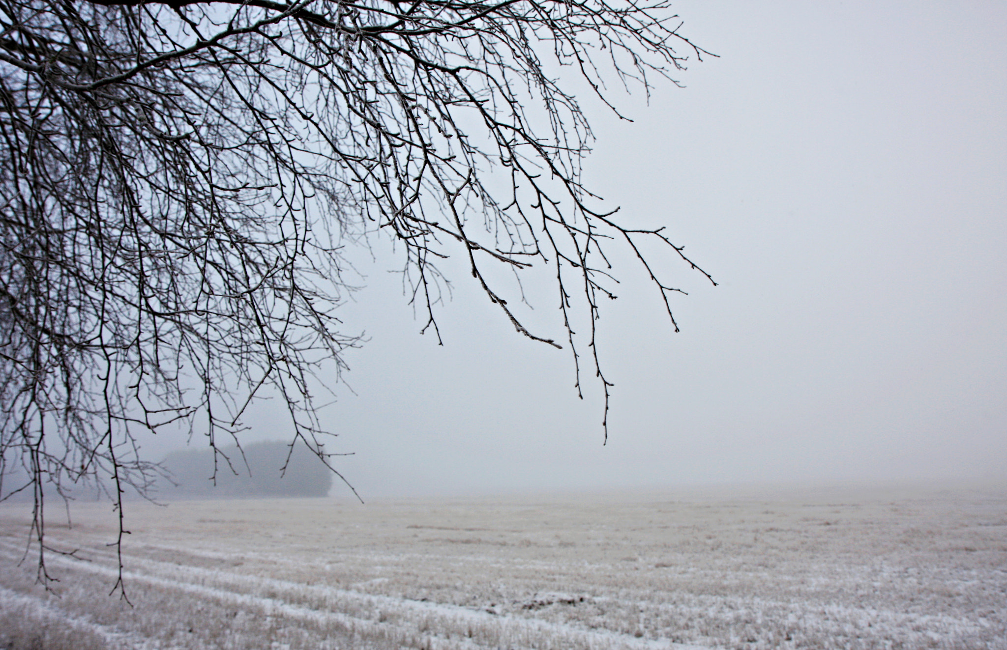 Canon EOS 40D sample photo. Misty morning photography