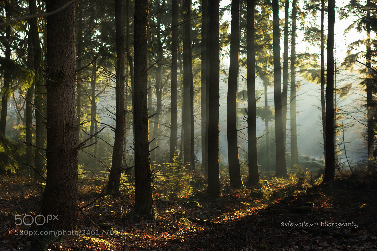 Canon EOS 7D Mark II sample photo. A walk in the photography