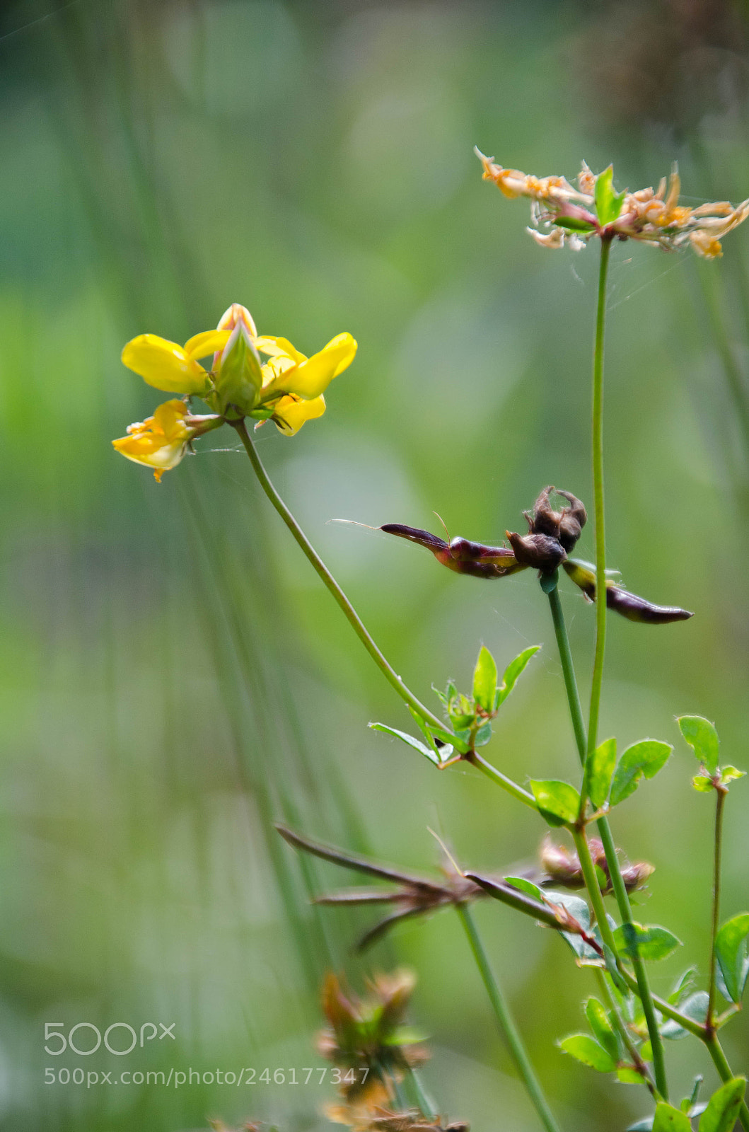 Nikon D5100 sample photo. Flower photography