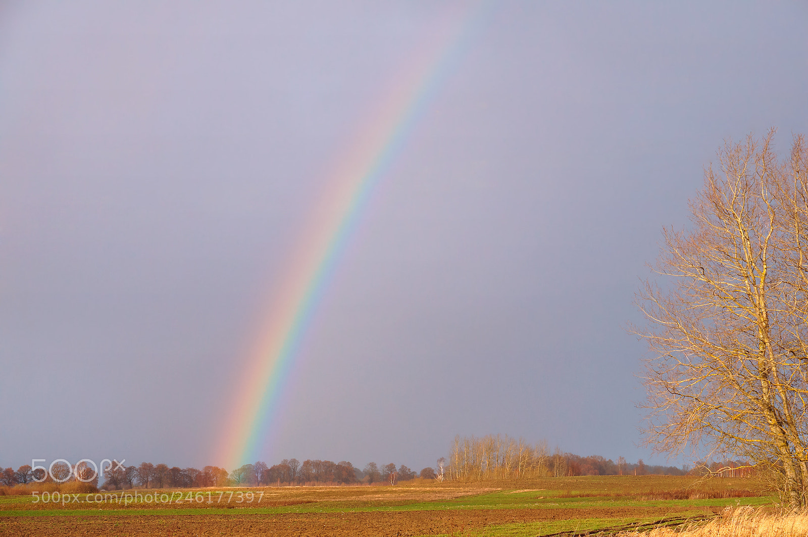 Sony Alpha NEX-3N sample photo. Rainbow in a field photography