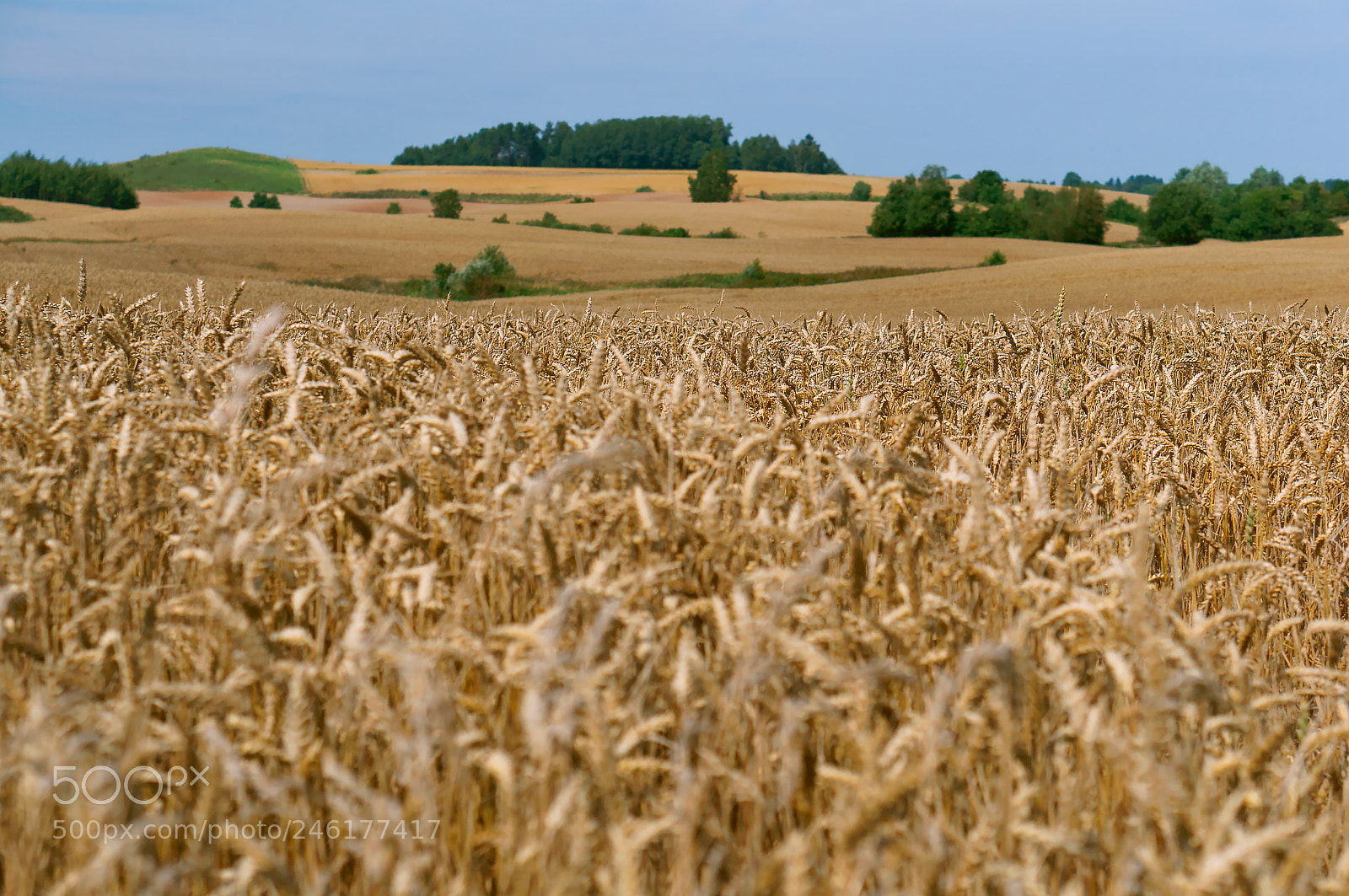 Sony Alpha NEX-3N sample photo. Wheat field, agricultural land photography