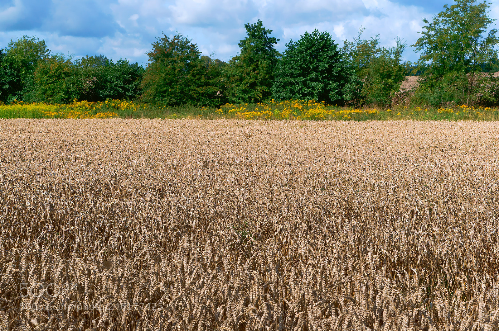 Sony Alpha NEX-3N sample photo. Wheat field, agricultural land photography