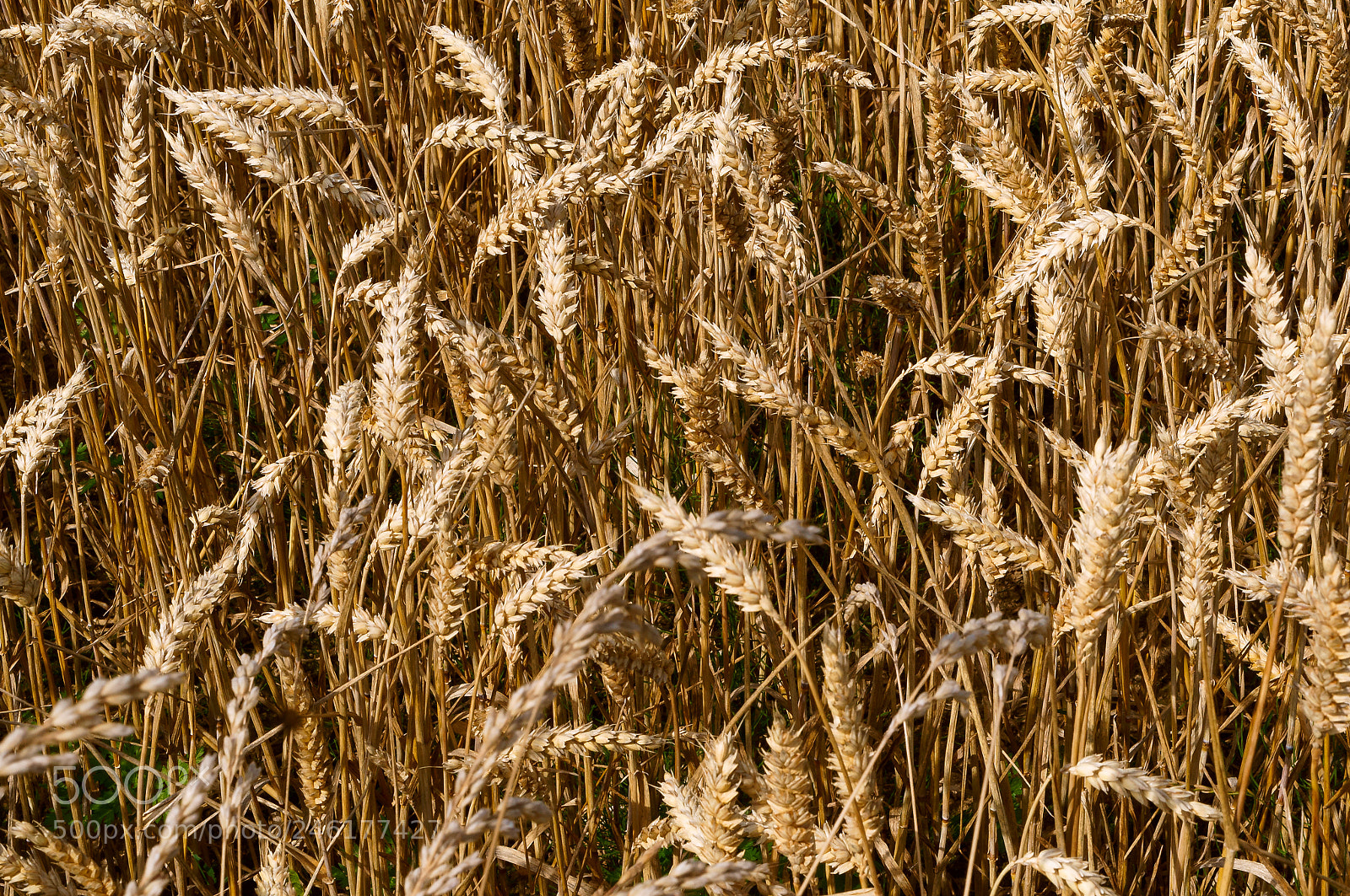 Sony Alpha NEX-3N sample photo. Wheat field, agricultural land photography