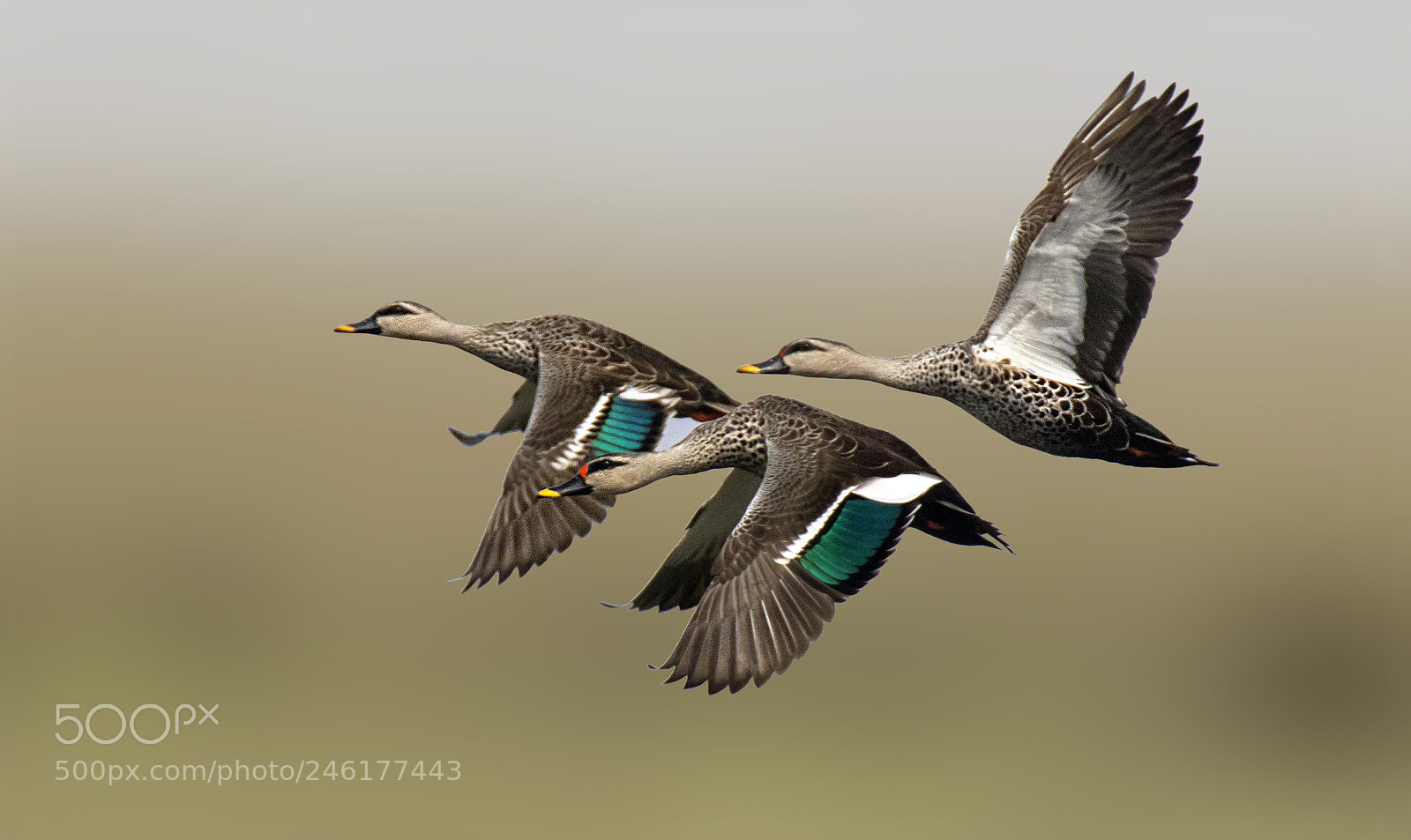 Canon EOS 77D (EOS 9000D / EOS 770D) sample photo. Spot billed duck. photography