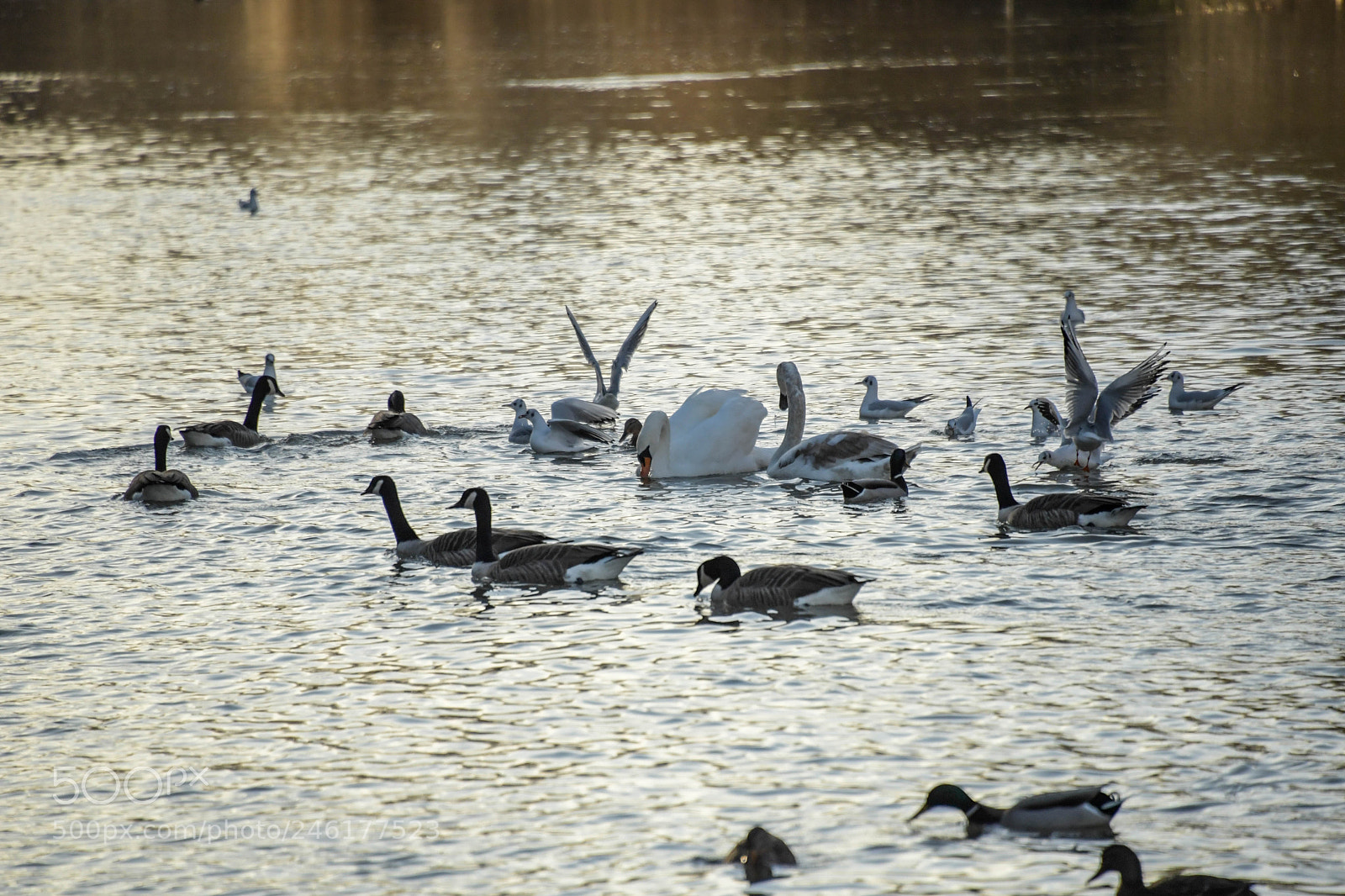 Nikon D5 sample photo. Gangs photography