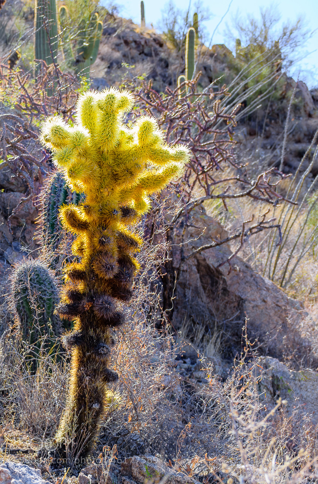 Nikon D7200 sample photo. Cactus on tucson hillside photography