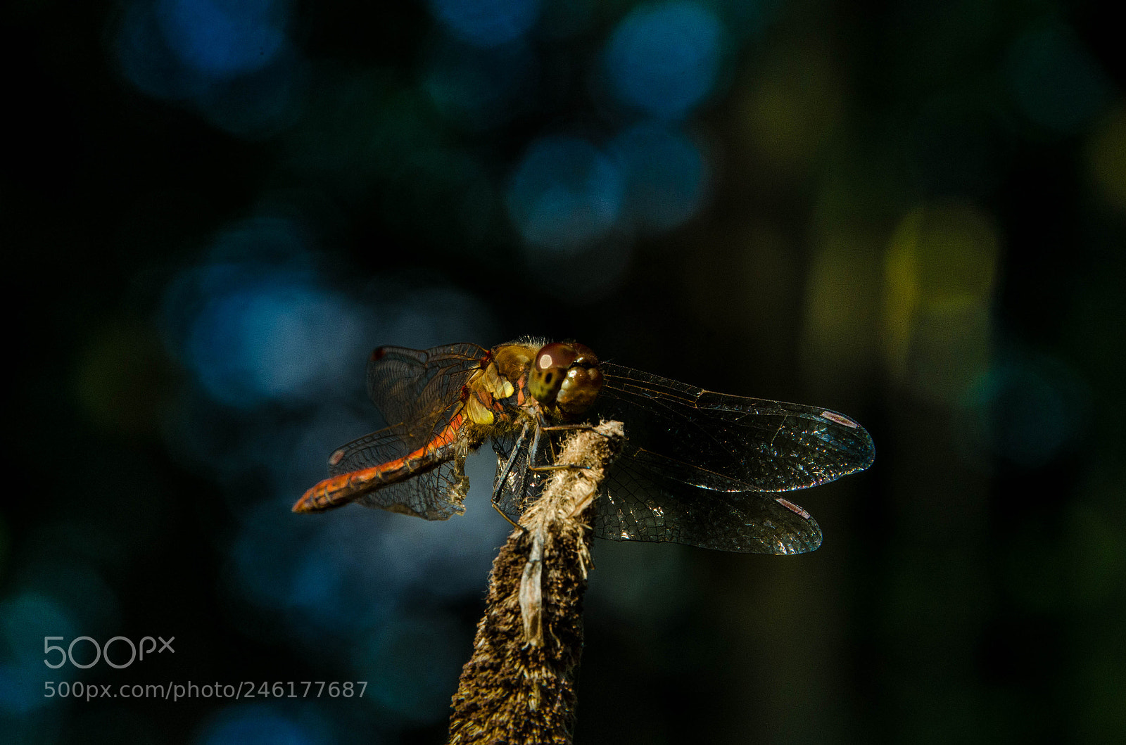 Nikon D5100 sample photo. Beautiful nature photography