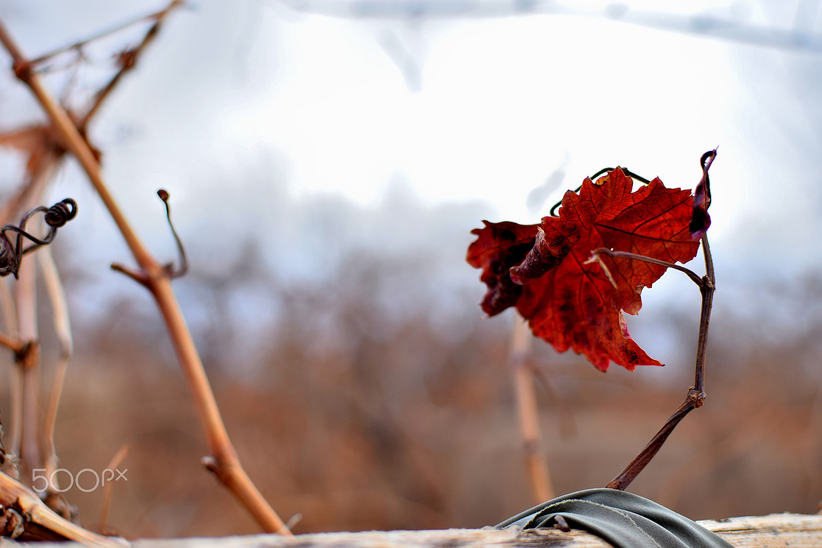 Nikon D5300 + Nikon AF-S DX Nikkor 35mm F1.8G sample photo. Red leaf photography
