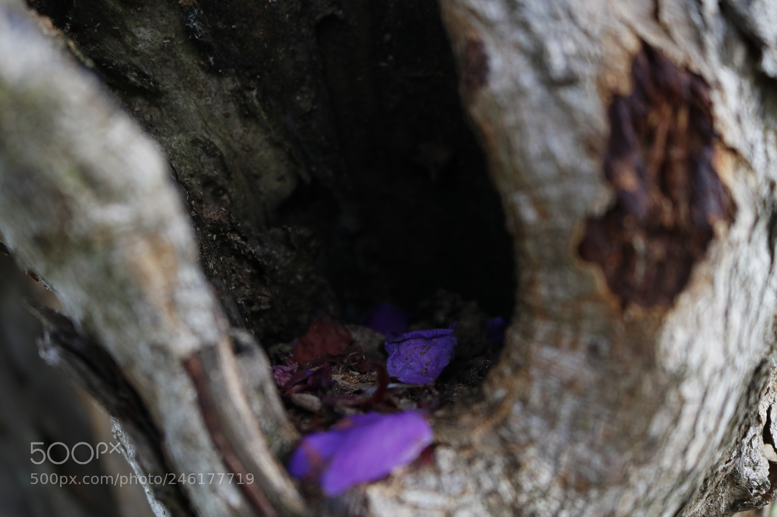 Canon EOS 750D (EOS Rebel T6i / EOS Kiss X8i) sample photo. Untitled photography