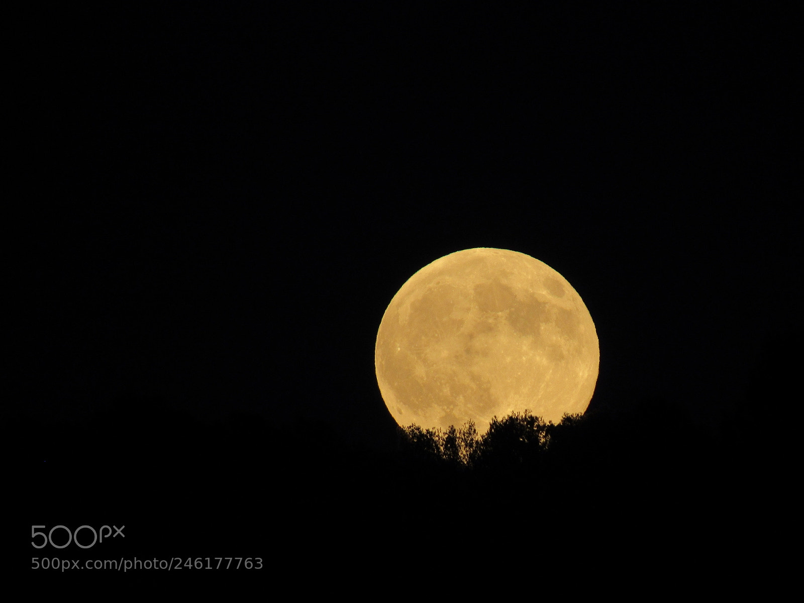 Canon PowerShot SX520 HS sample photo. Moonrise in the forest photography