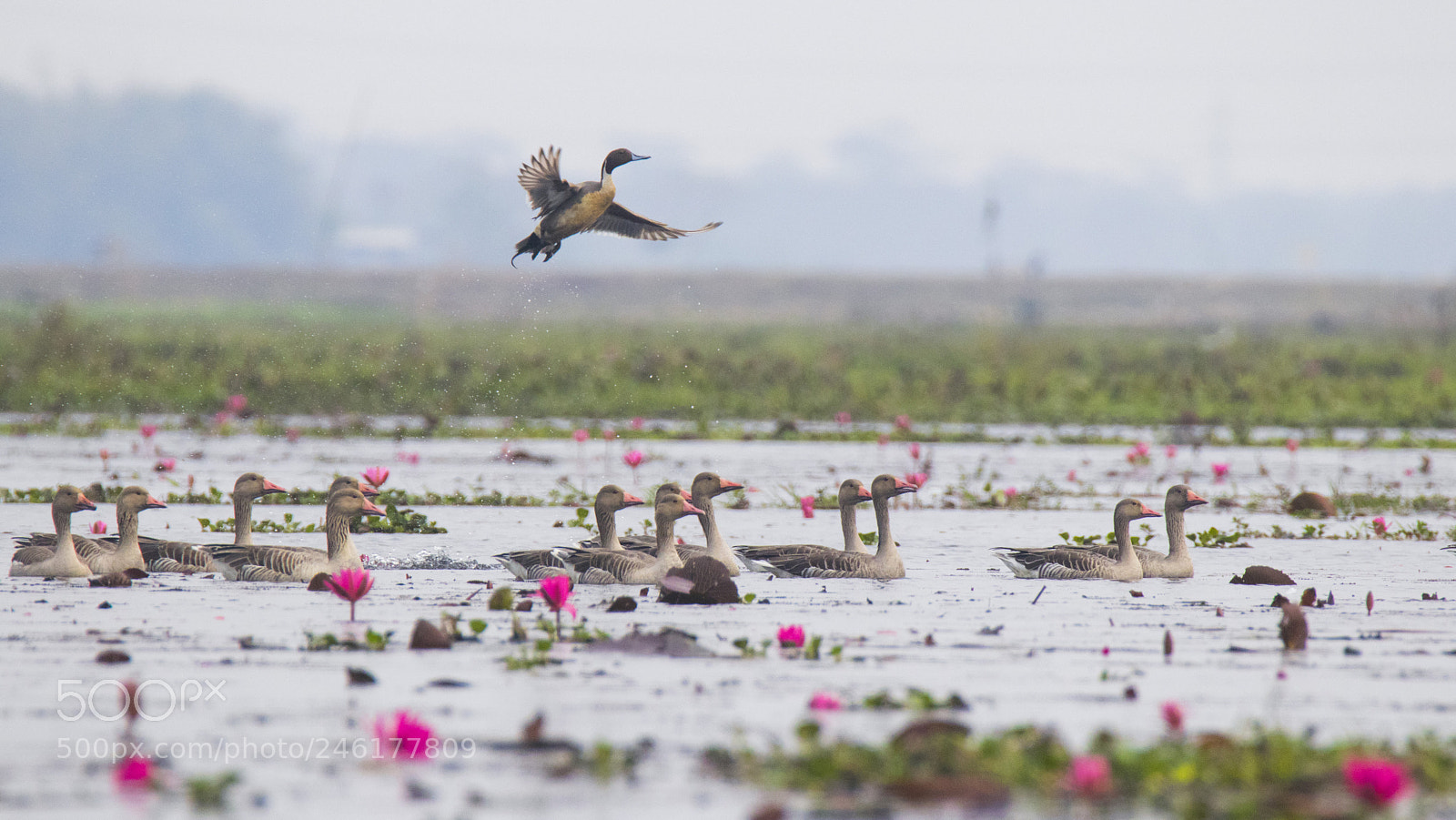 Canon EOS 77D (EOS 9000D / EOS 770D) sample photo. Waterbirdscape photography
