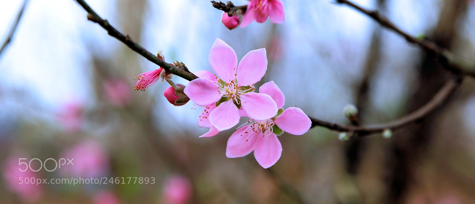 Canon EOS 7D Mark II sample photo. Spring is coming!! photography