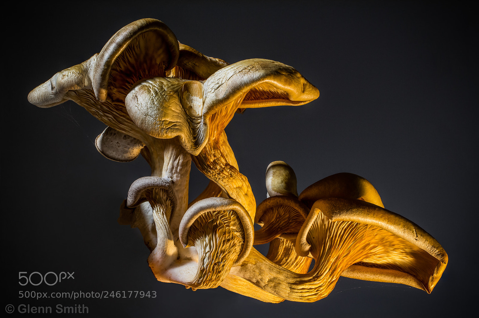 Canon EOS 60D sample photo. Oyster mushroom still life photography