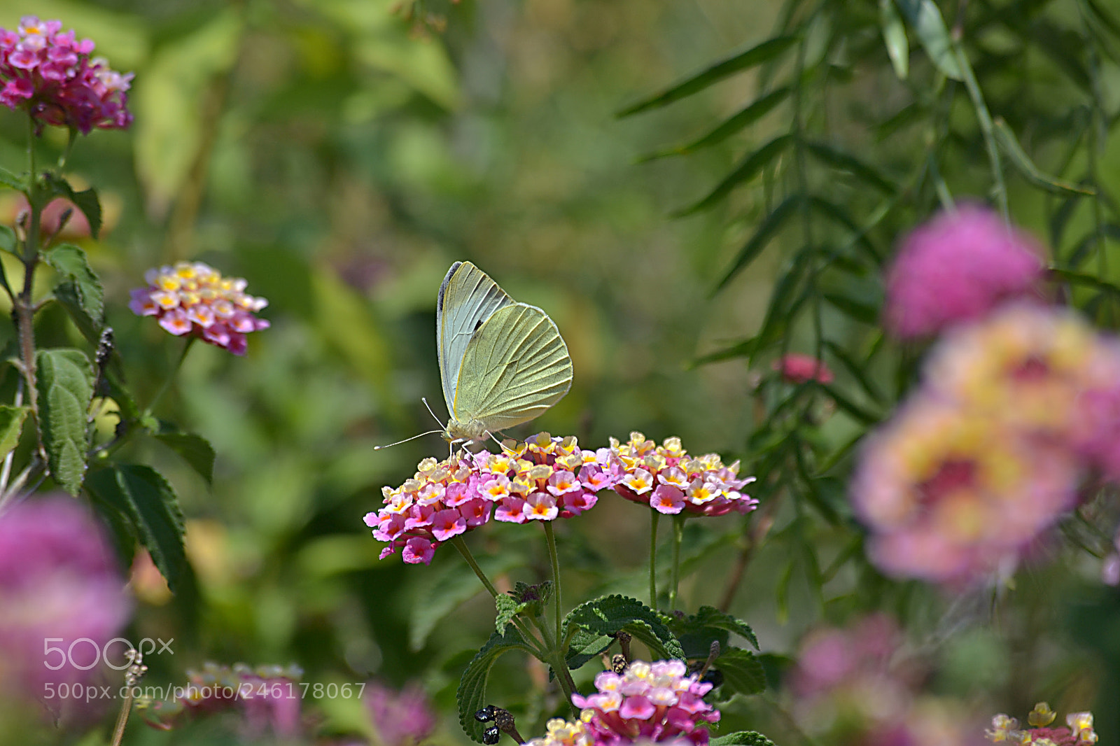 Nikon D3100 sample photo. ?? photography