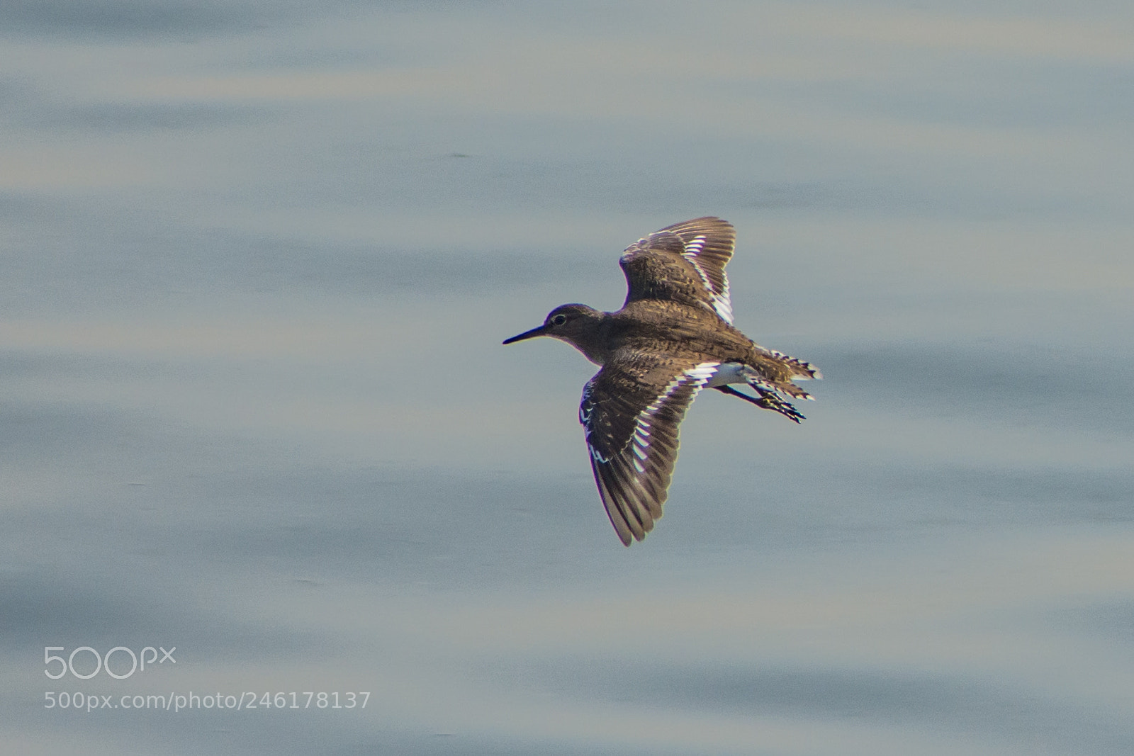 Nikon D7200 sample photo. Fly fly fly... photography