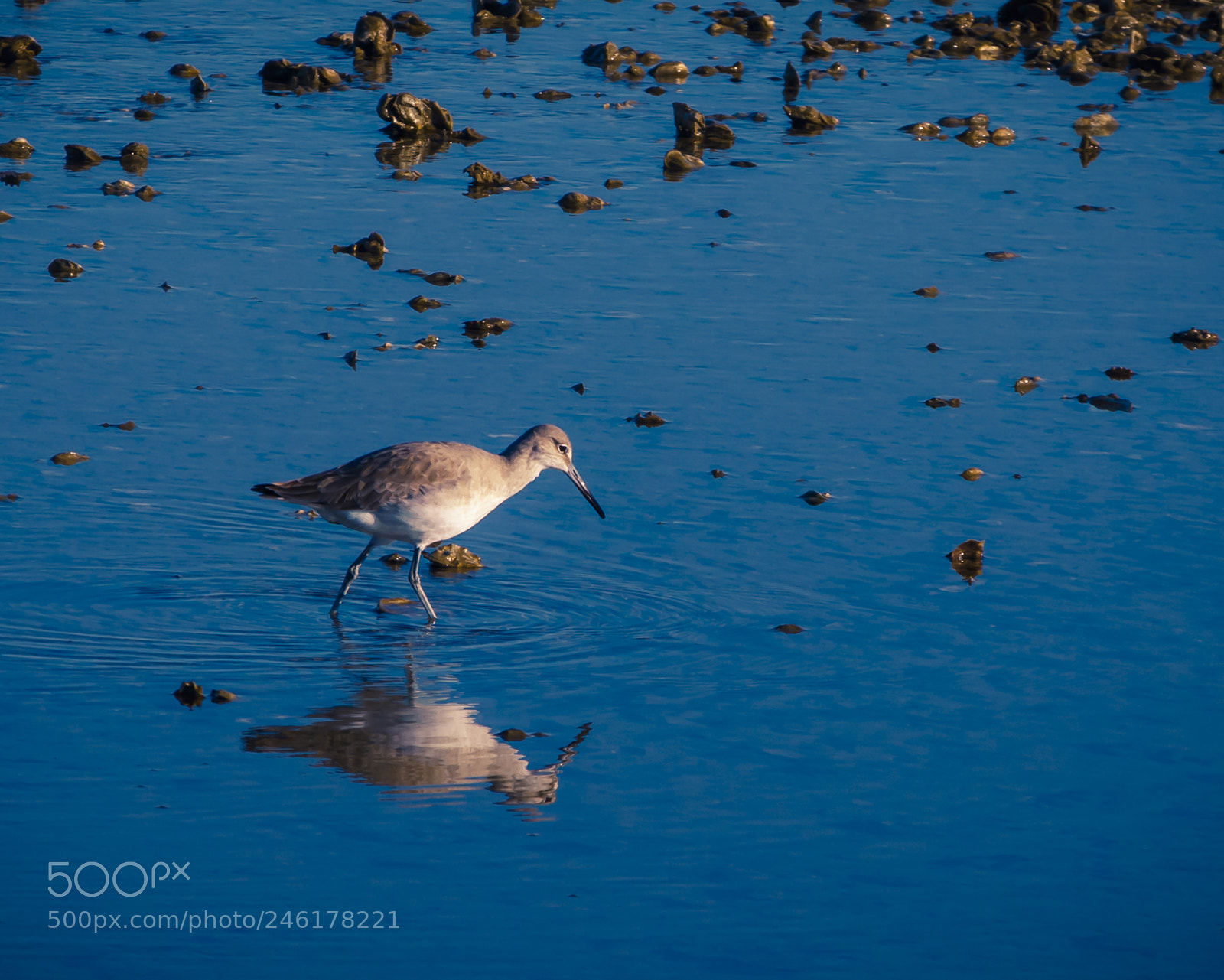 Nikon D200 sample photo. Piper reflected photography
