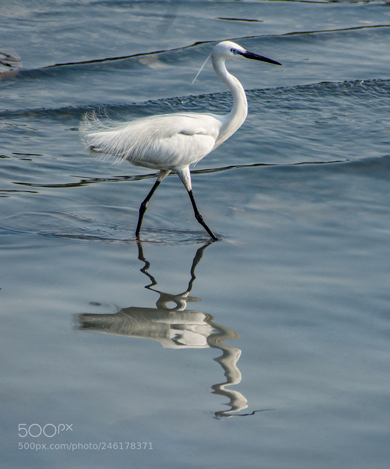 Nikon D7200 sample photo. Walks so gracefully! photography