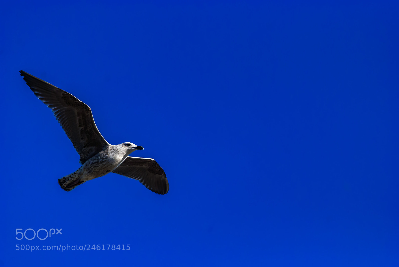 Nikon D40X sample photo. Gull flying in clear photography