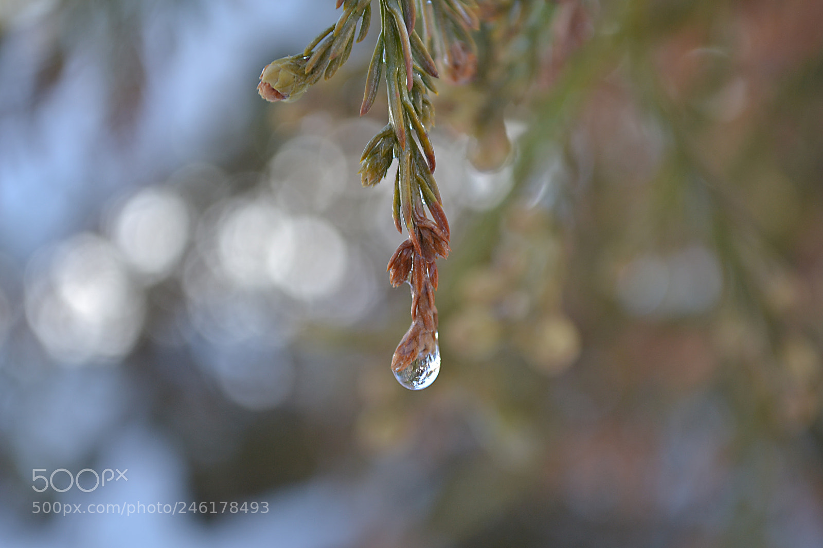 Nikon D3100 sample photo. Invierno ❤️ photography