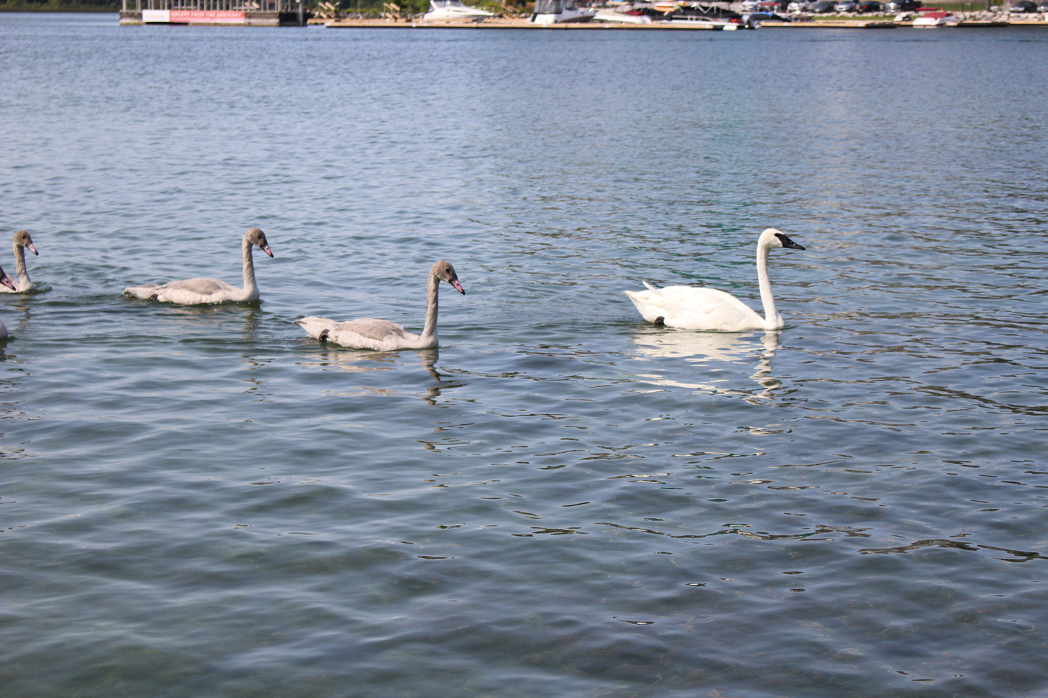 Canon EOS 100D (EOS Rebel SL1 / EOS Kiss X7) sample photo. Swans photography