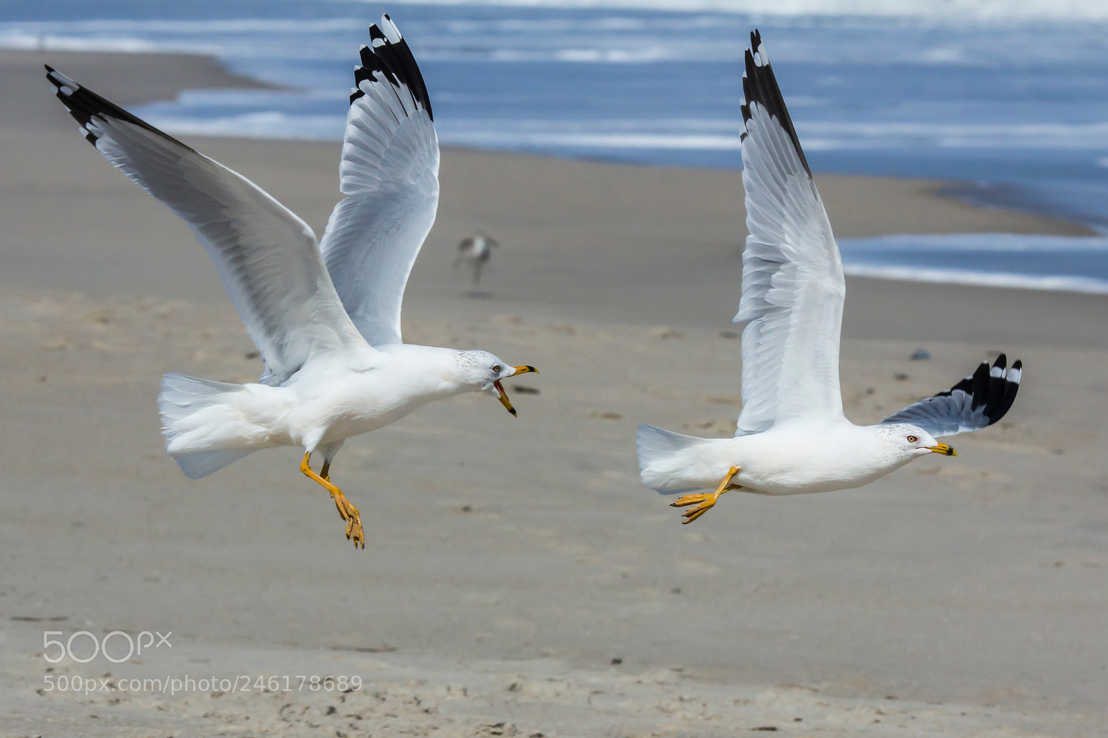 Canon EOS 60D sample photo. Squabbling gulls photography