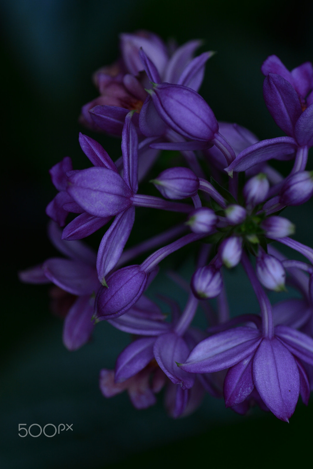 Nikon D5200 sample photo. Dsc photography