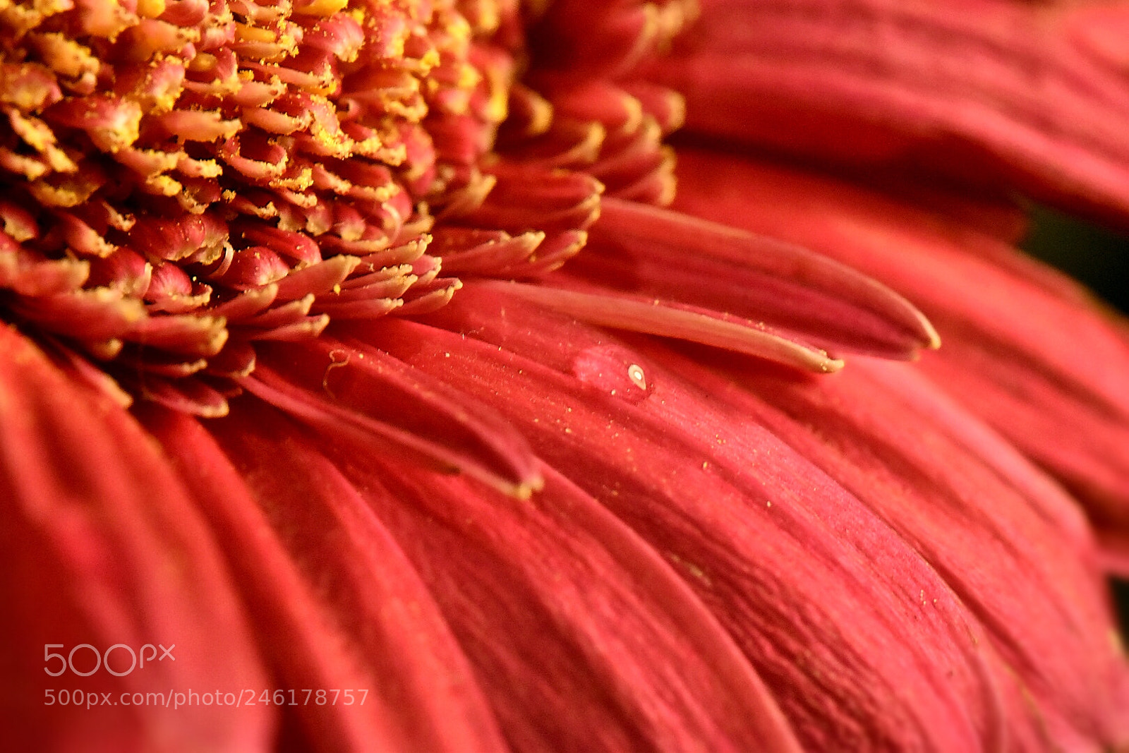 Nikon D5600 sample photo. Red gerbera photography