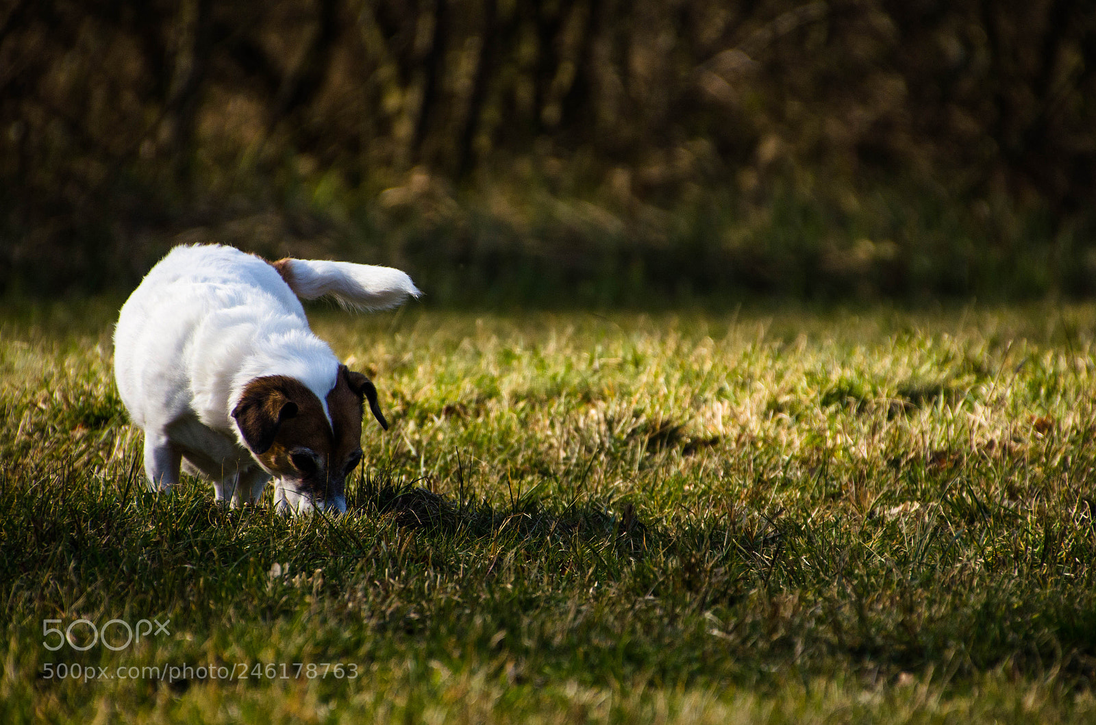 Nikon D5100 sample photo. Sniffing photography