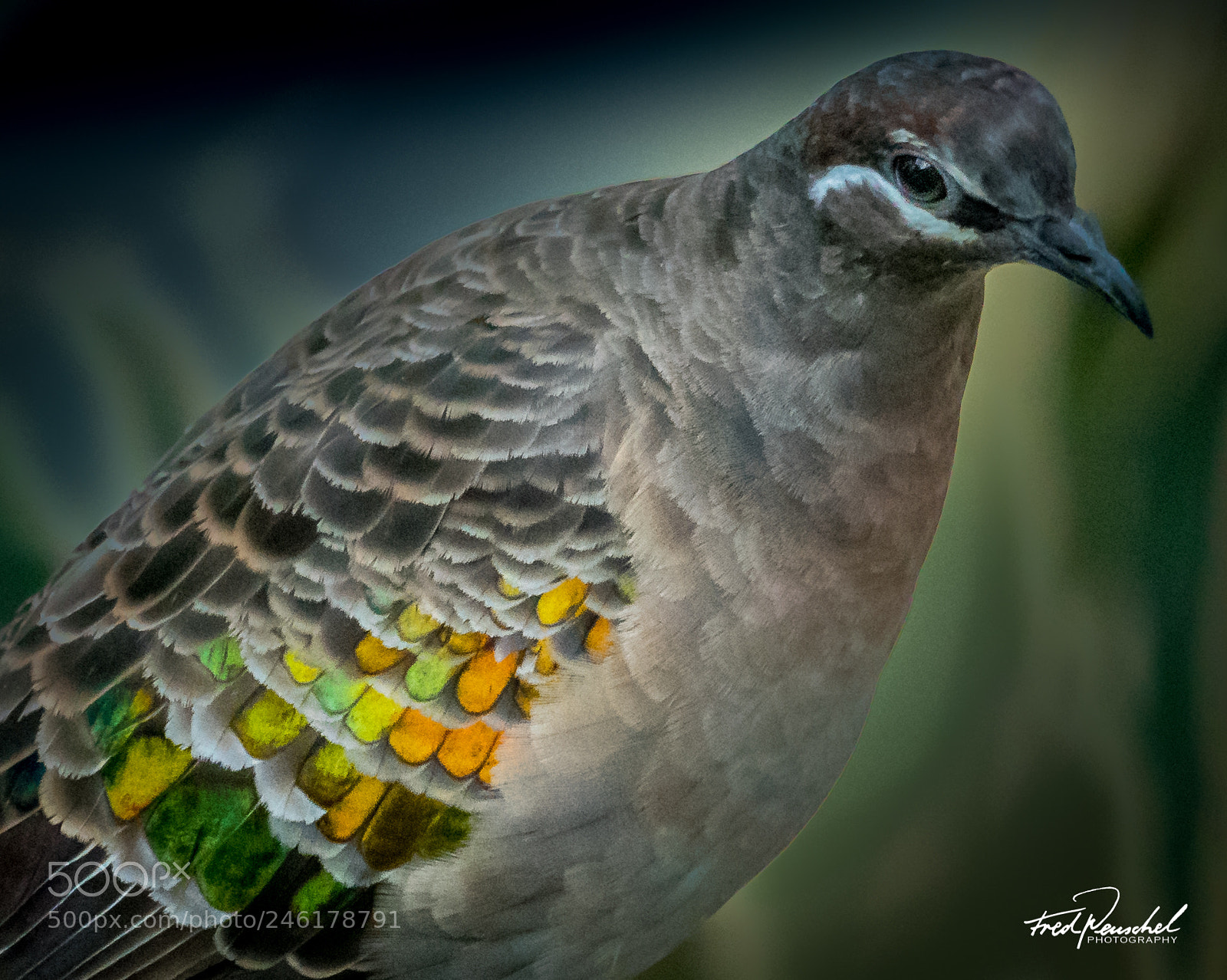 Sony a7R II sample photo. Common bronzewing photography