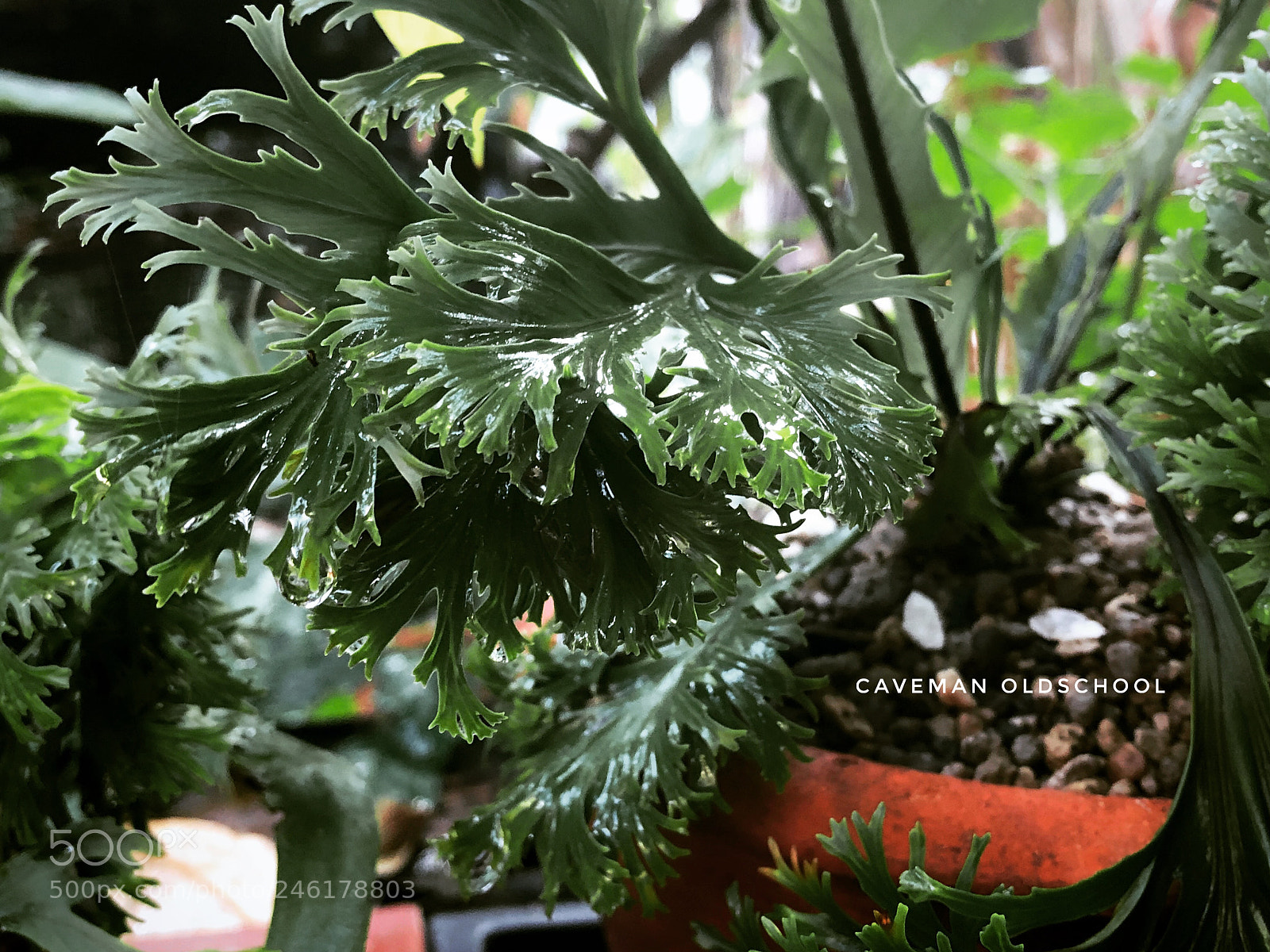 Apple iPhone 8 Plus sample photo. Rain and fern photography