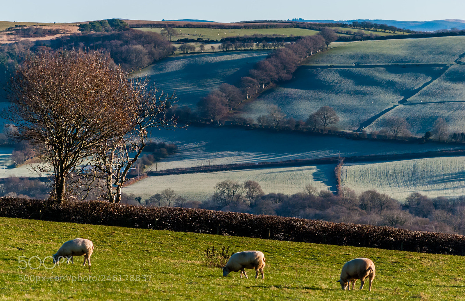 Nikon D40X sample photo. Sheep and frost photography