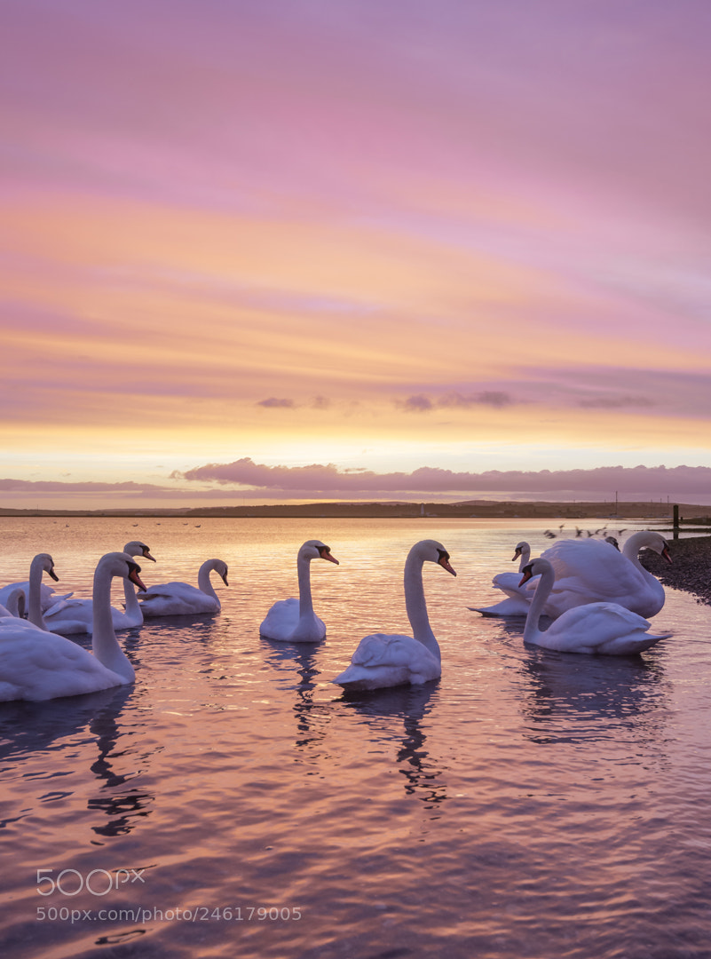 Nikon D610 sample photo. Swan sunrise - hurst photography