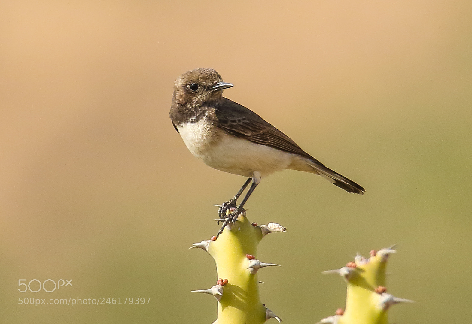 Canon EOS 7D Mark II sample photo. Variable wheatear photography