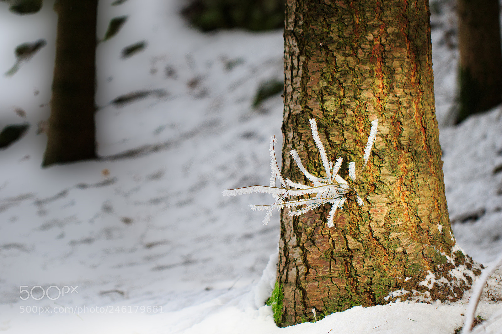 Canon EOS 7D Mark II sample photo. Ka photography