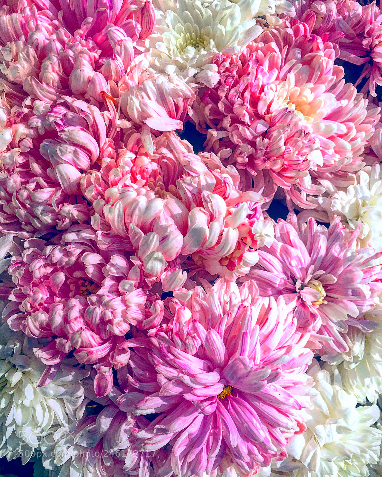 Apple iPhone 6s Plus sample photo. Untitled photography