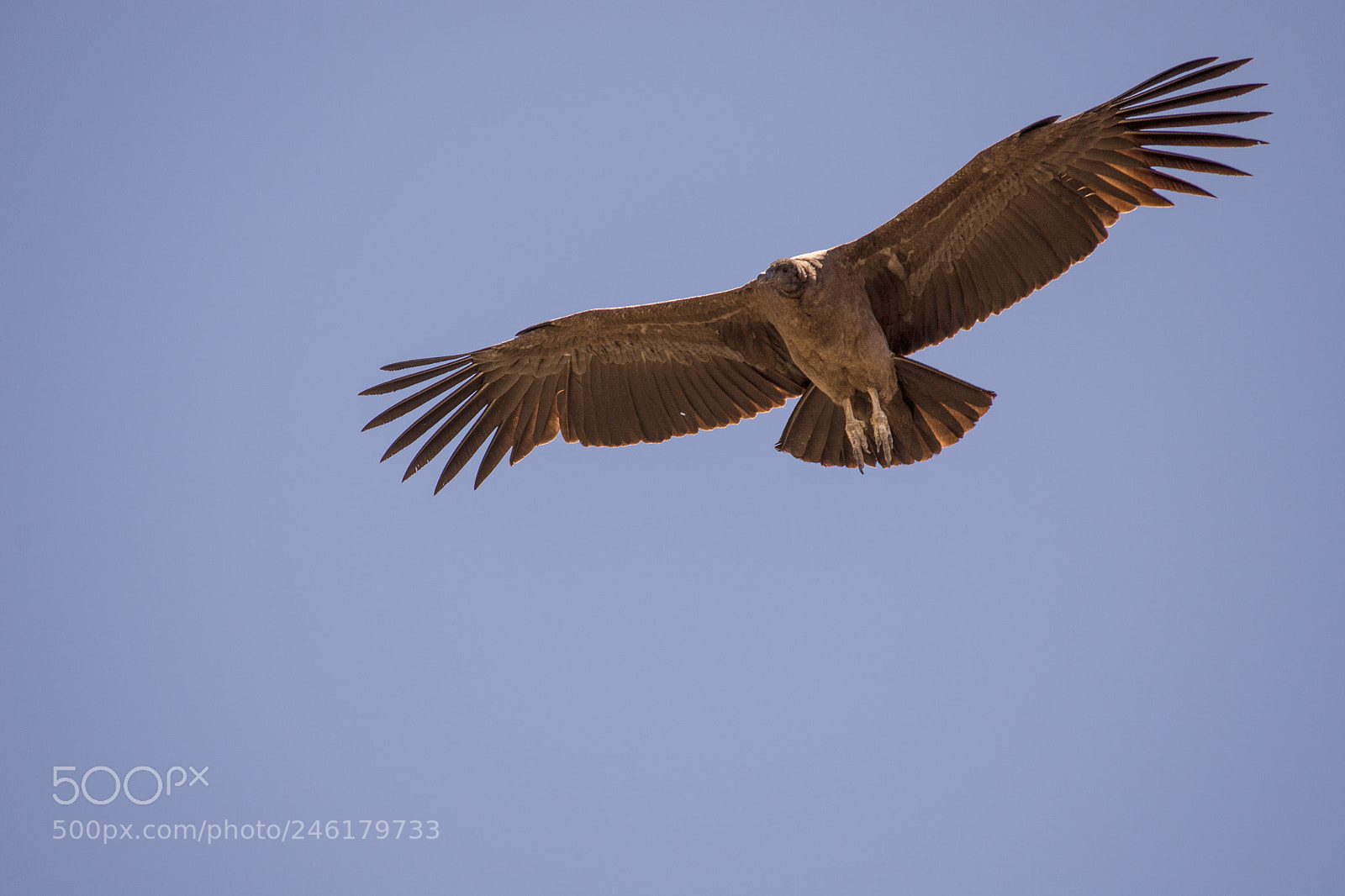 Nikon D7200 sample photo. Andean condor / south america photography