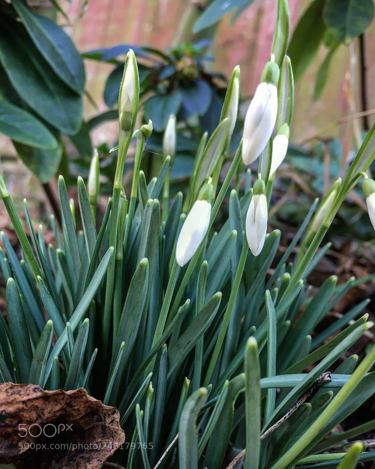Apple iPhone SE sample photo. Snowdrops photography
