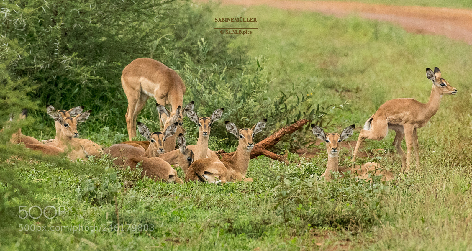 Nikon D500 sample photo. Ears ears ears photography