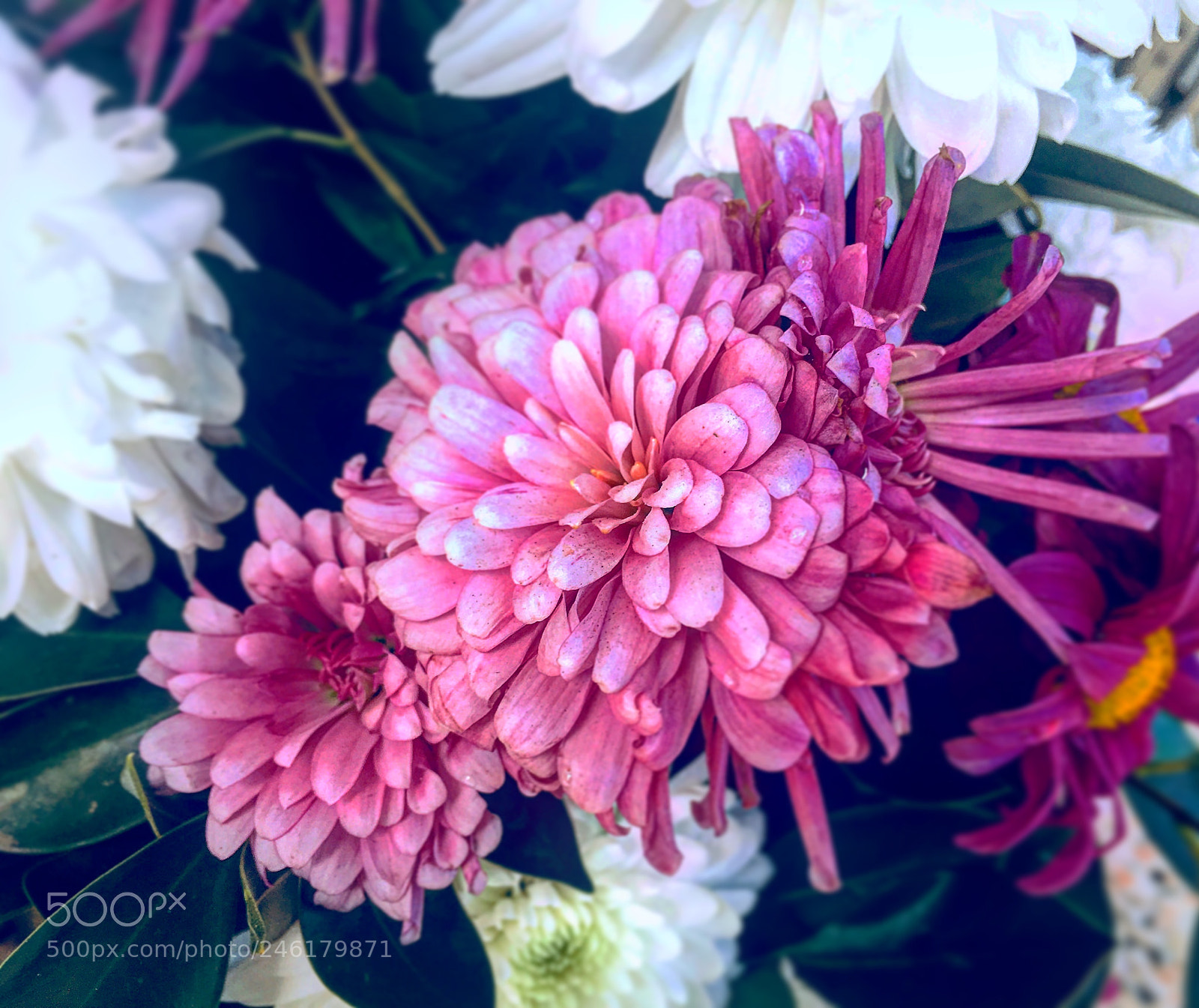 Apple iPhone 6s Plus sample photo. Untitled photography