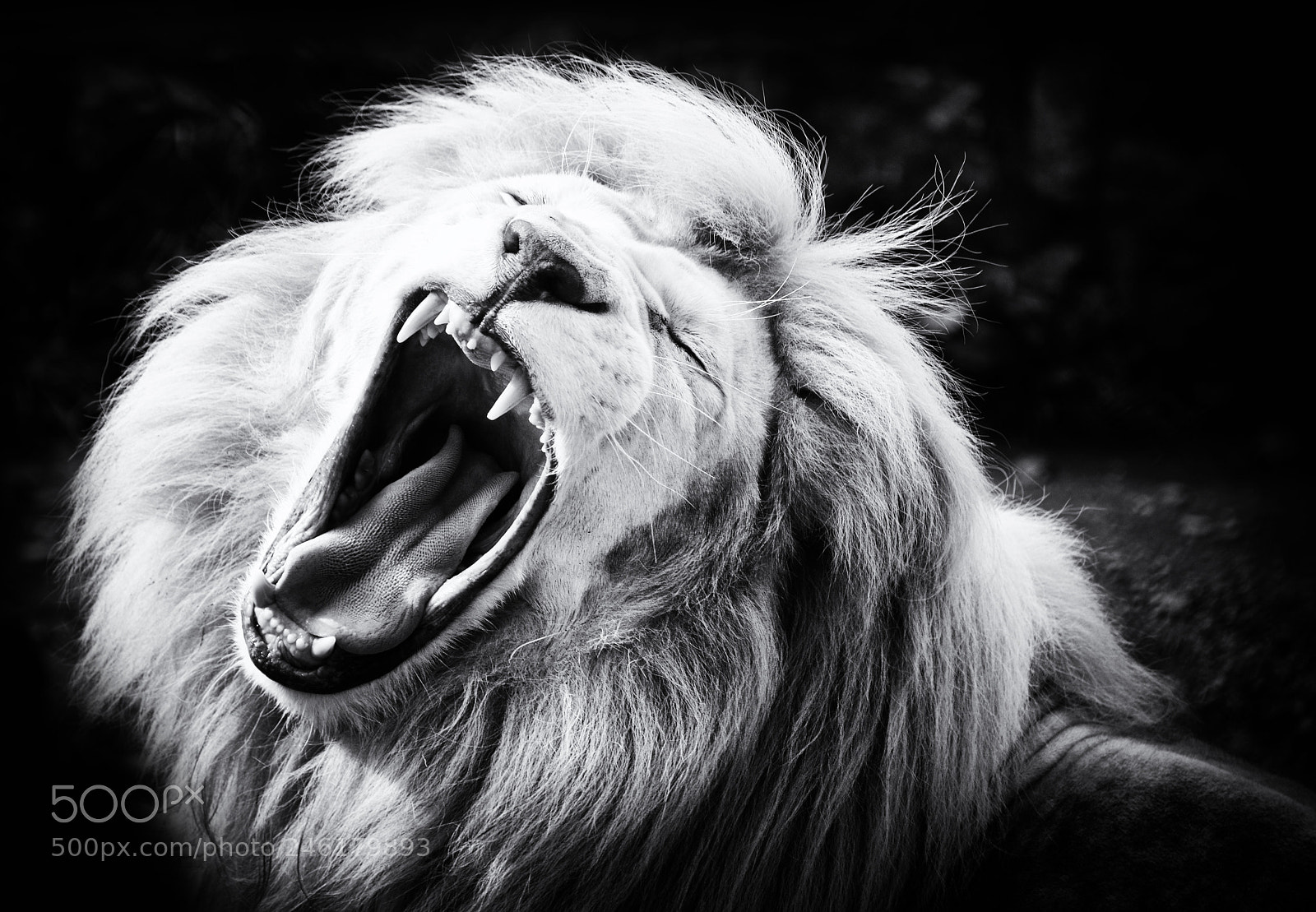 Nikon D800 sample photo. White lion photography