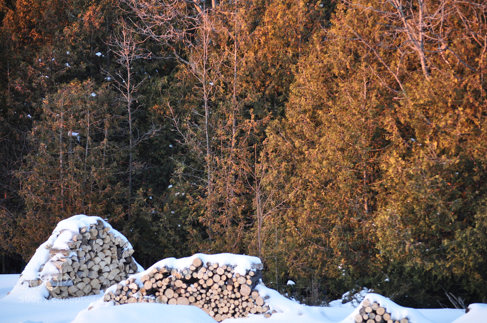Nikon D5000 sample photo. Woody wood pile photography