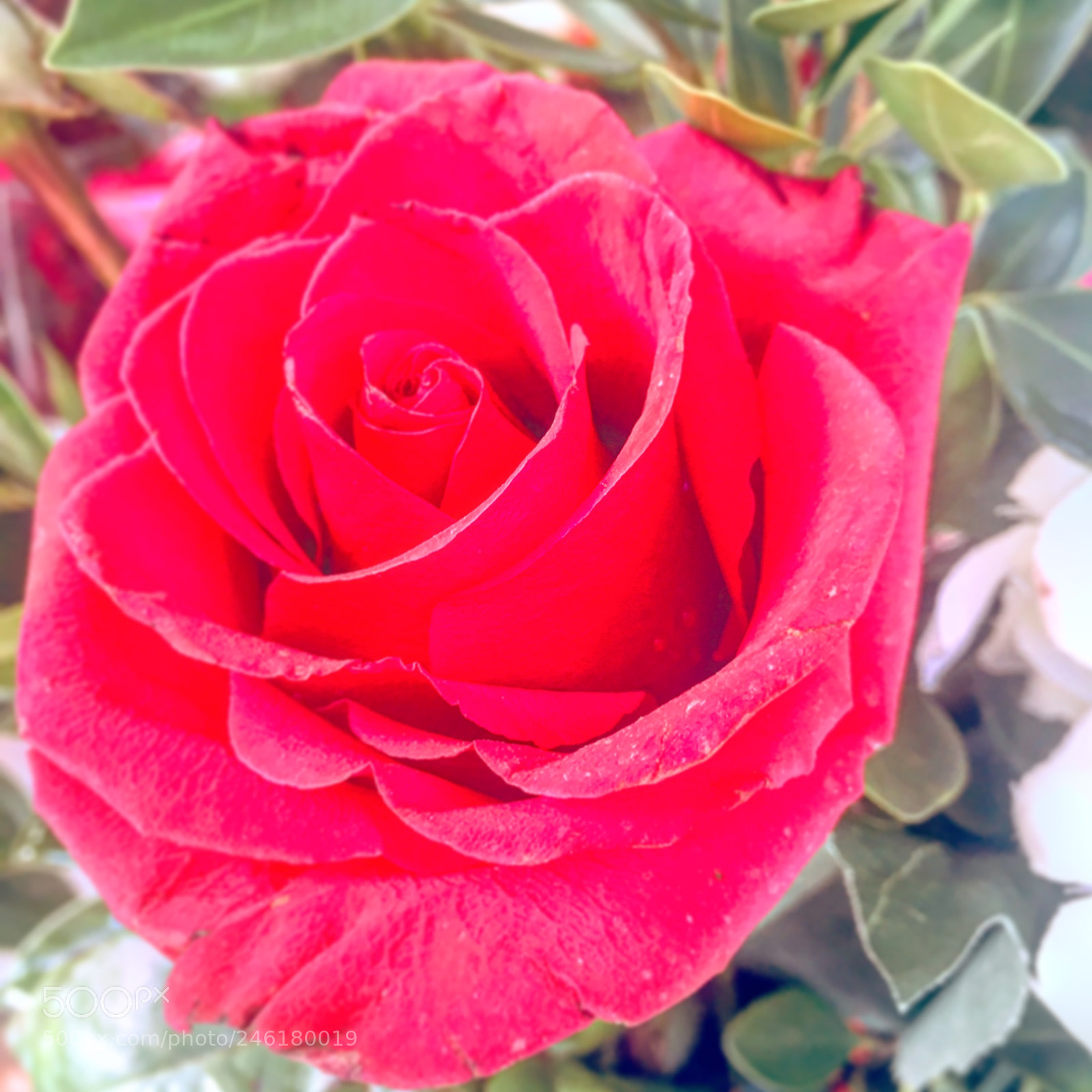 Apple iPhone 6s Plus sample photo. Untitled photography