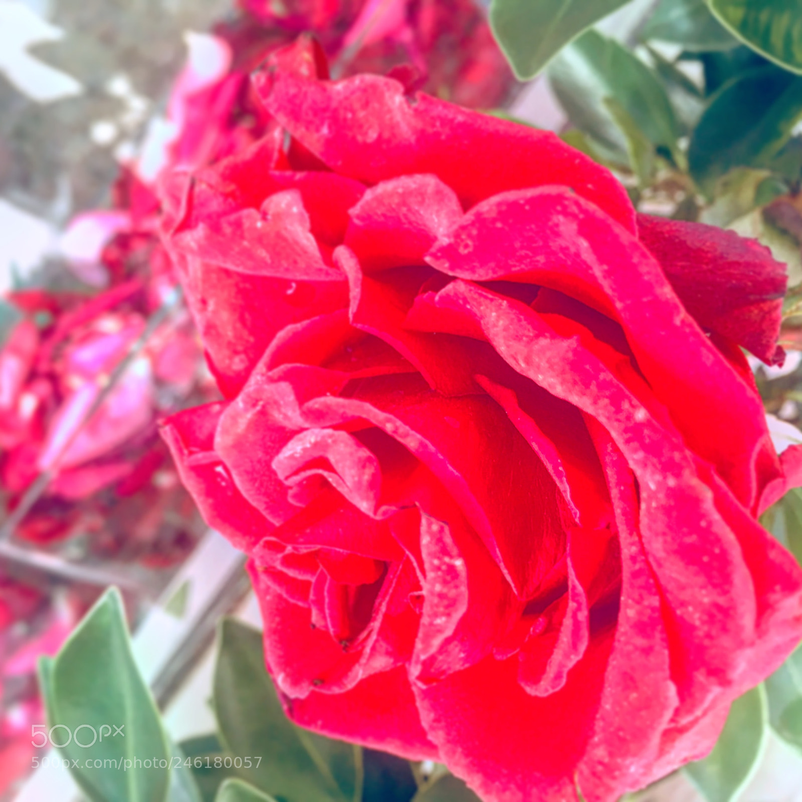 Apple iPhone 6s Plus sample photo. Untitled photography