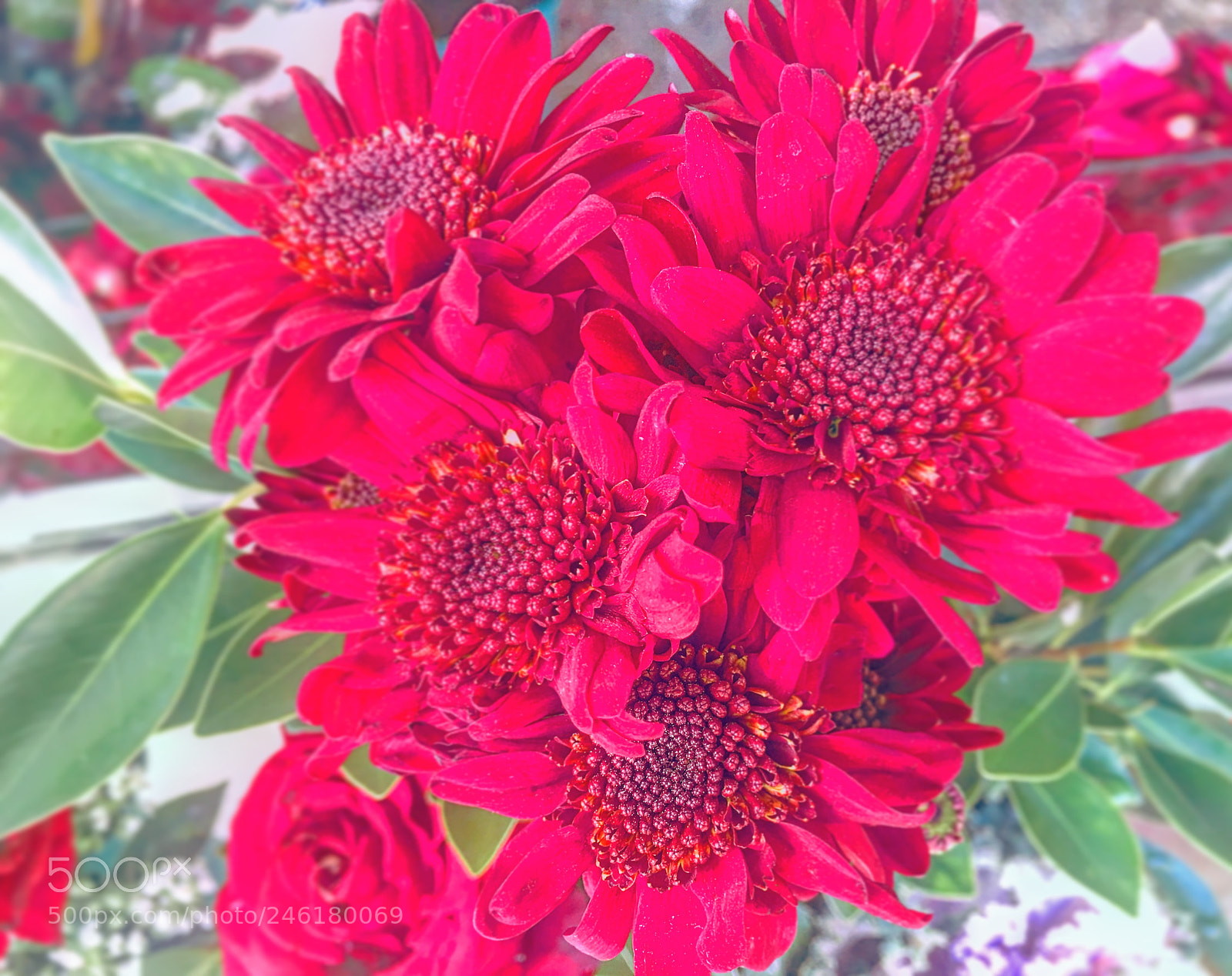 Apple iPhone 6s Plus sample photo. Untitled photography