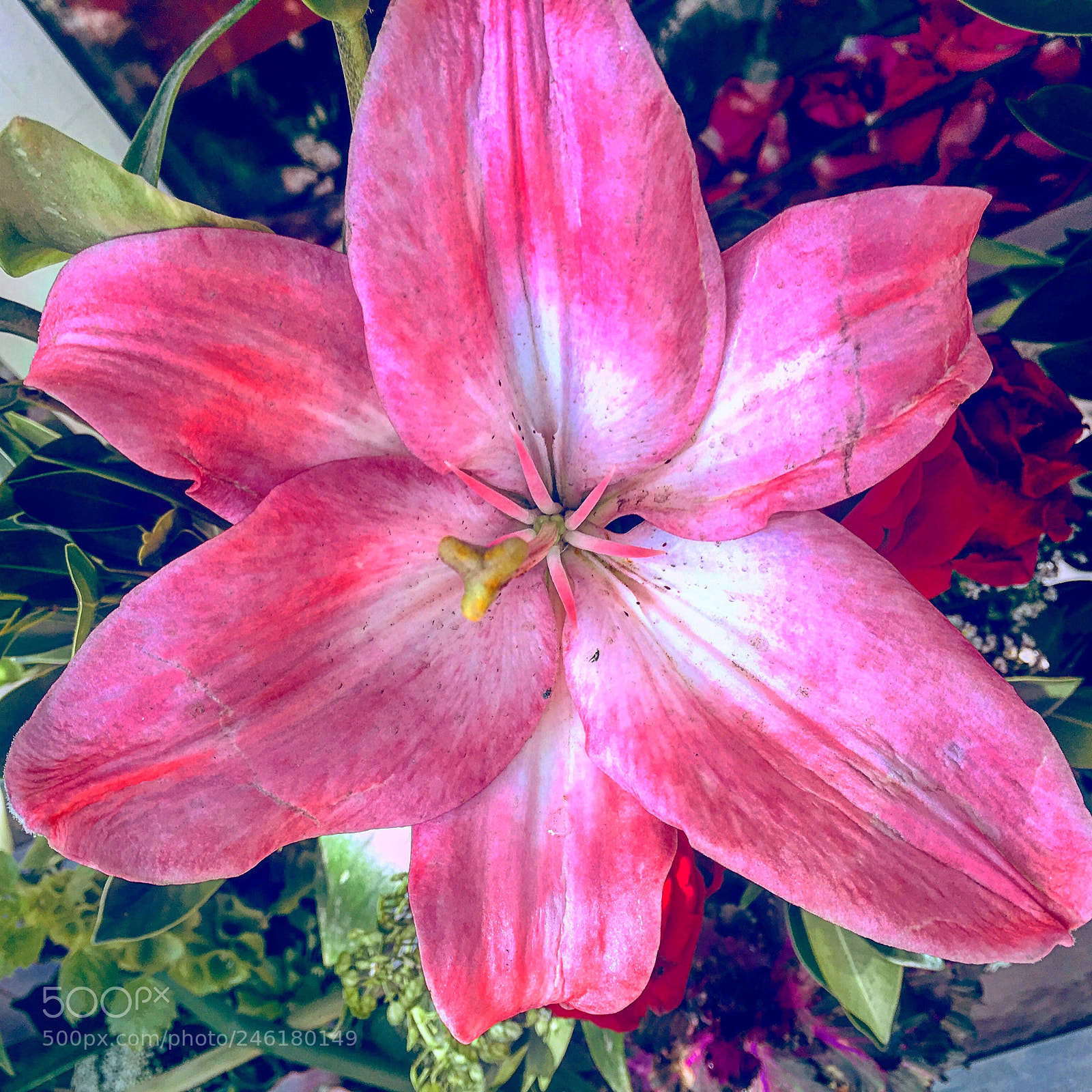 Apple iPhone 6s Plus sample photo. Untitled photography