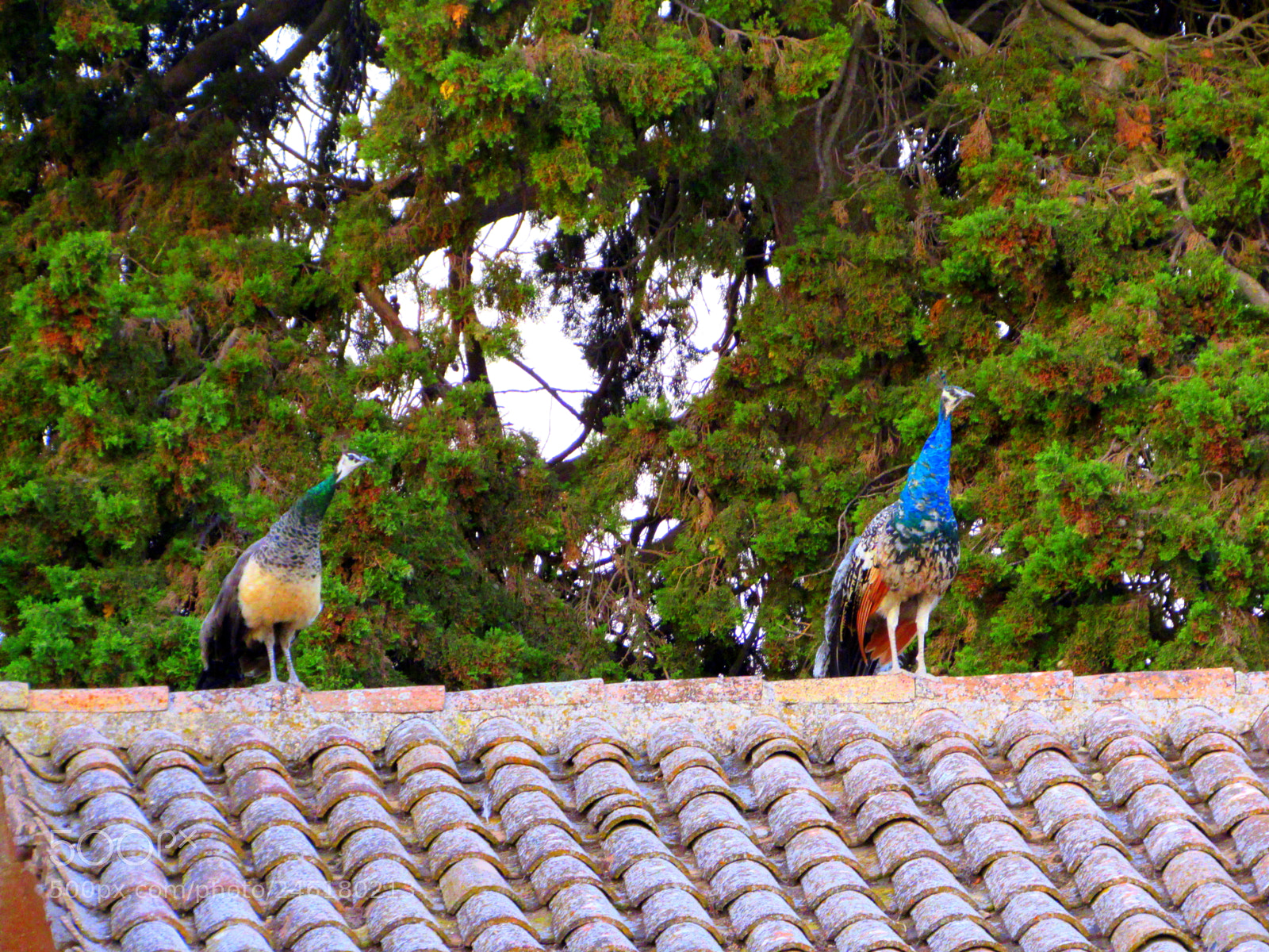 Canon PowerShot SX520 HS sample photo. Peacock couple in the photography