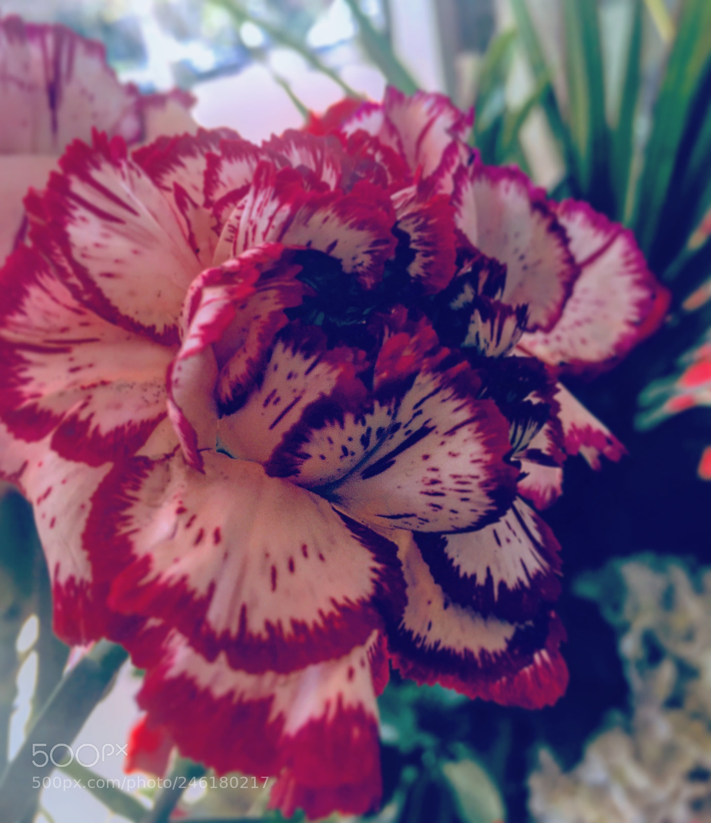 Apple iPhone 6s Plus sample photo. Untitled photography