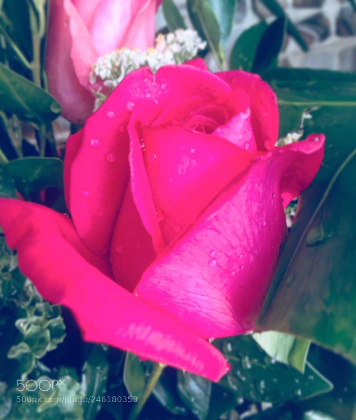 Apple iPhone 6s Plus sample photo. Untitled photography